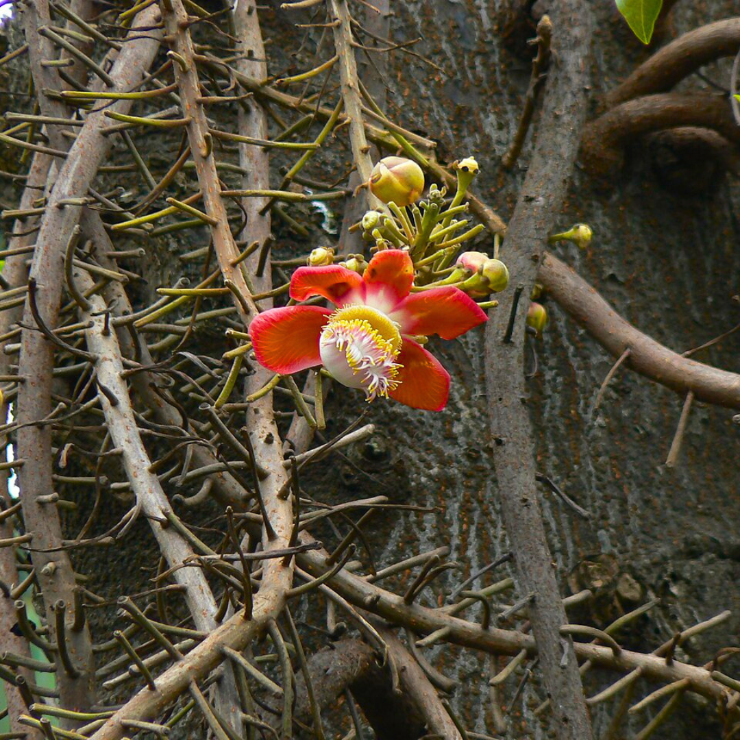 Kailashpati Live Plant