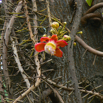Kailashpati Live Plant