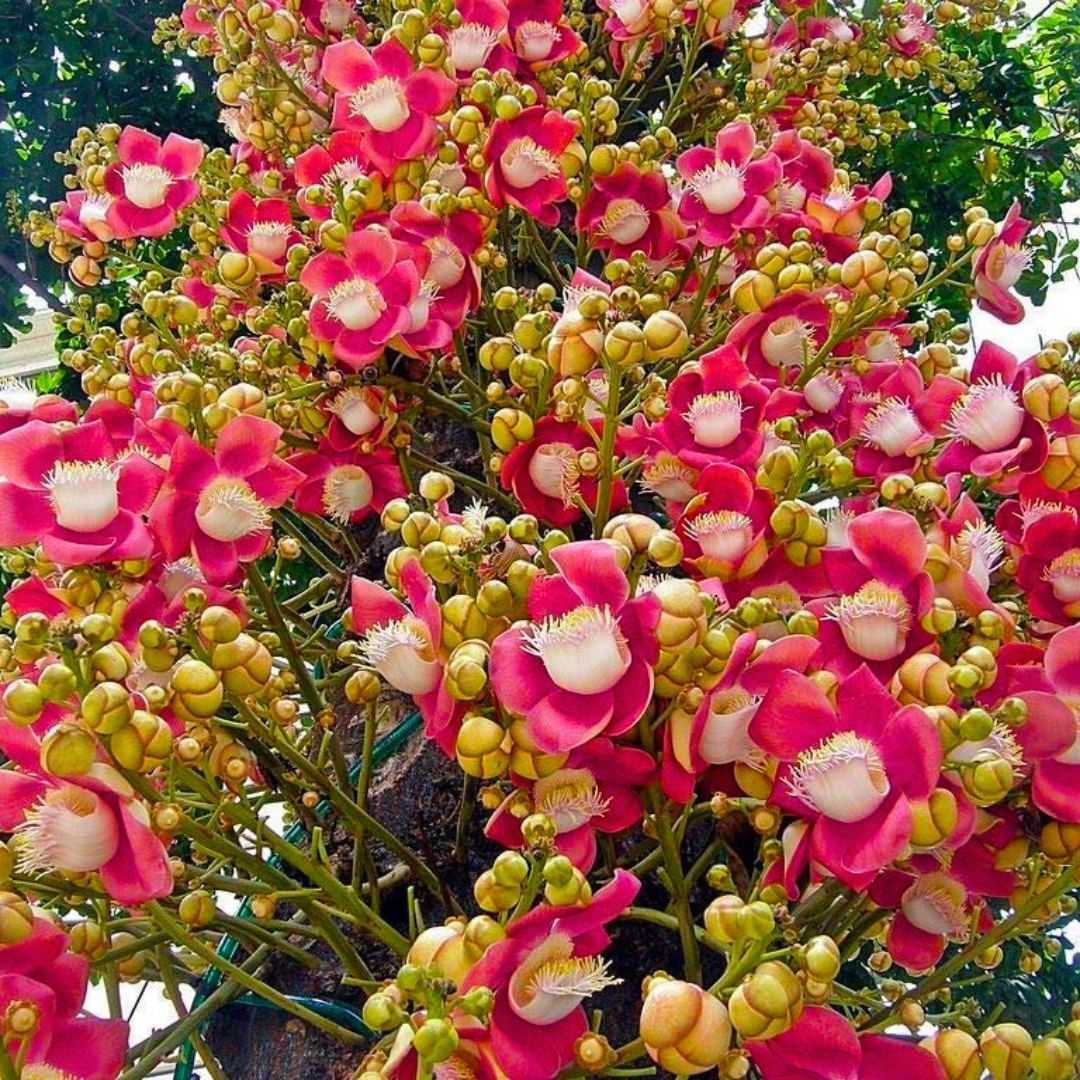Naga Lingam Flowering Tree