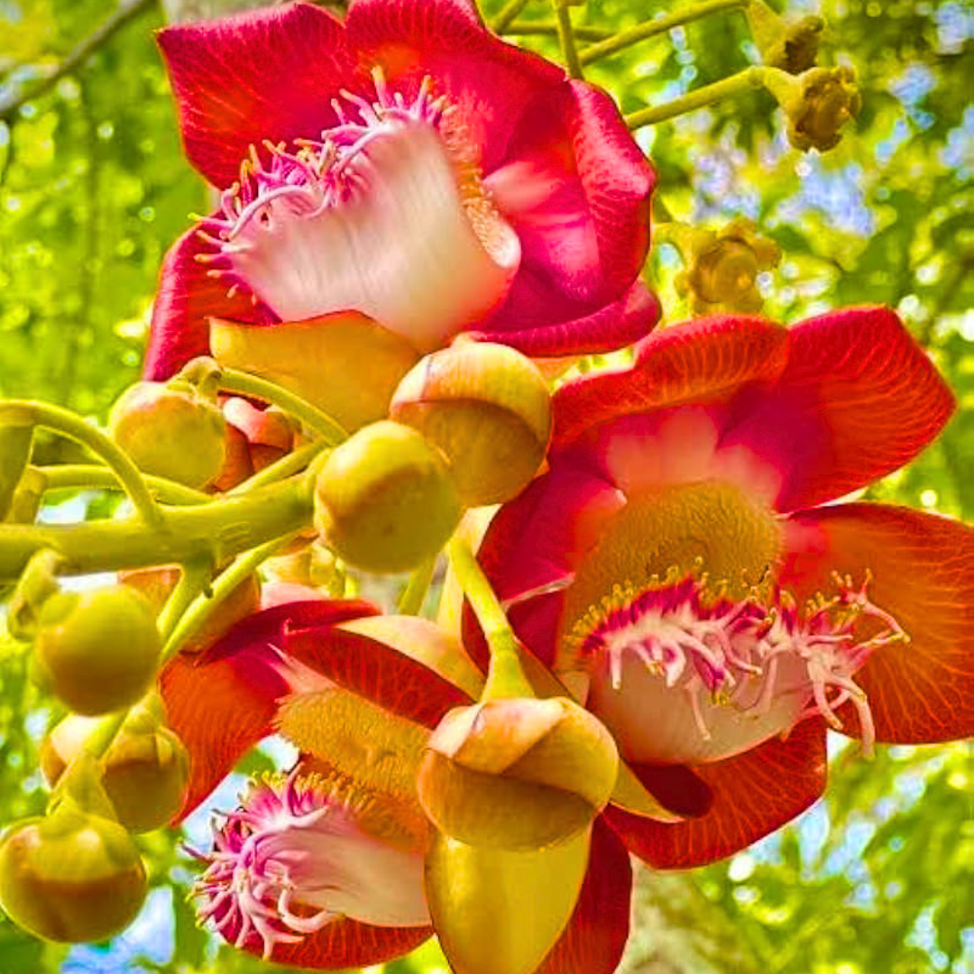 Rare Sacred Plants Online India