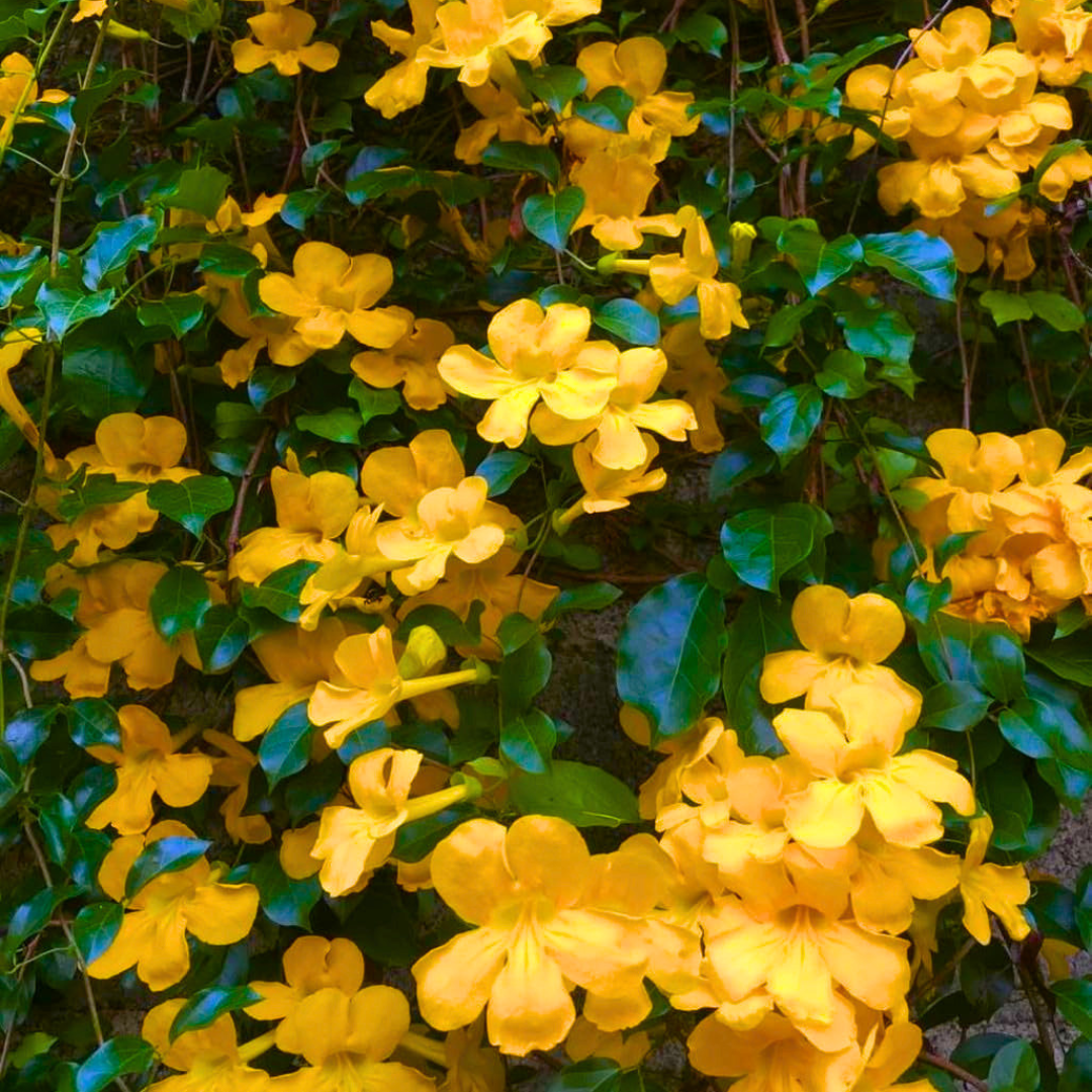 Cat’s Claw Climbing & Creeping Flowering Live Plant