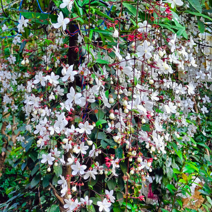 Chains of Glory Live Plant