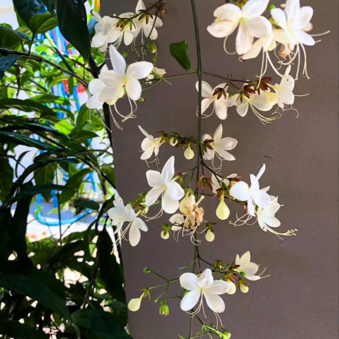 Chains of Glory Live Plant