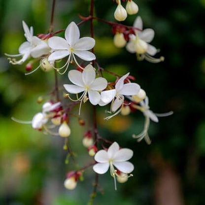 Chains of Glory Live Plant