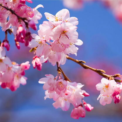 Cherry Blossom Prunus serrulata Sakura flowering tree plant
