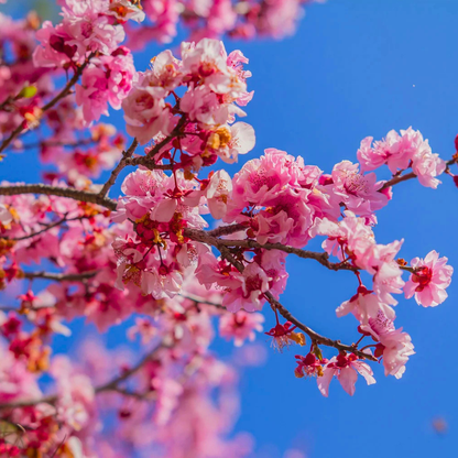 Cherry Blossom Prunus serrulata Sakura flowering tree plant