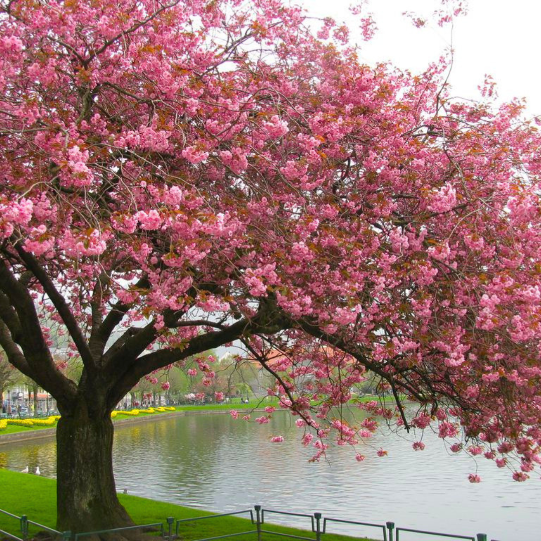 Cherry Blossom Prunus serrulata Sakura flowering tree plant