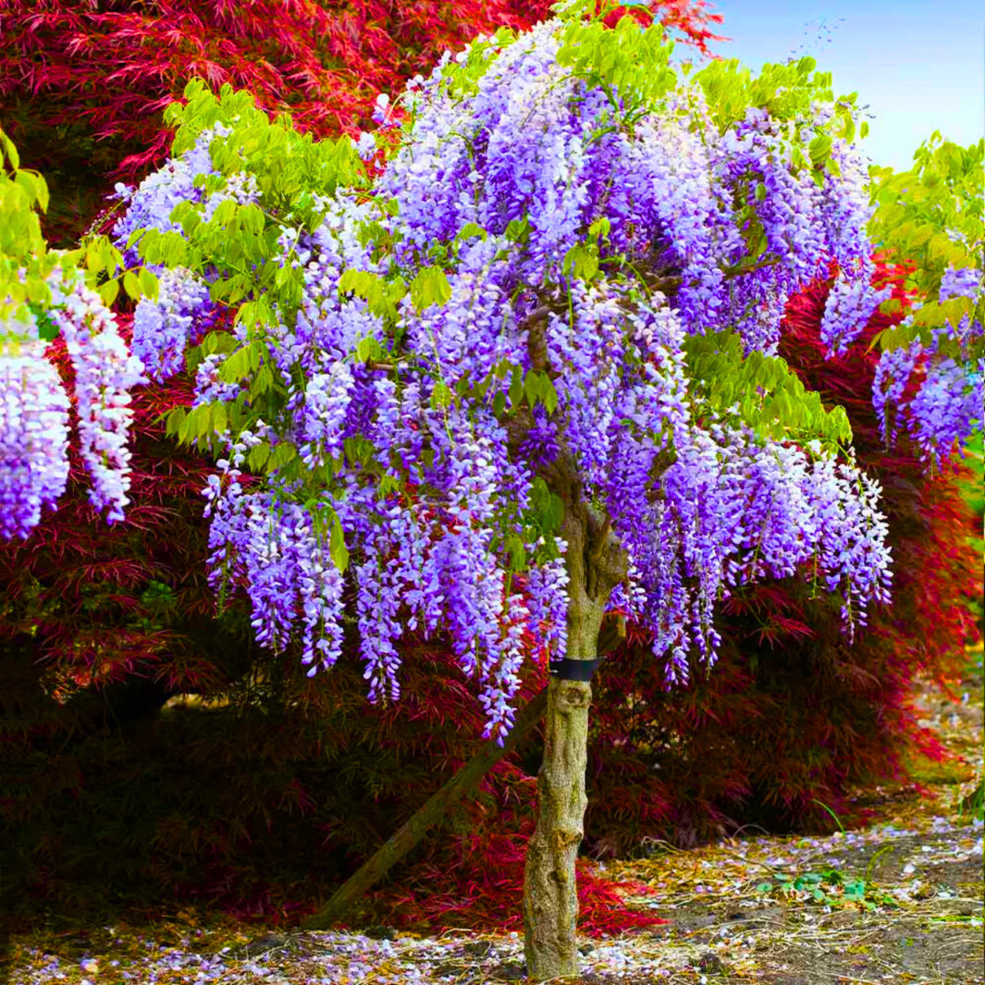Chinese Wisteria purple fragrant flowering climber plant