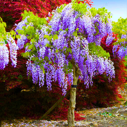 Chinese Wisteria purple fragrant flowering climber plant
