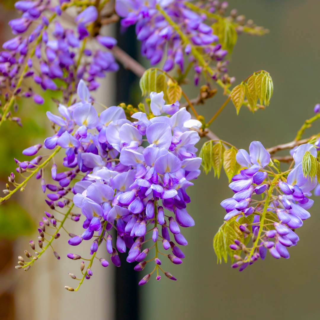 Chinese Wisteria purple fragrant flowering climber plant