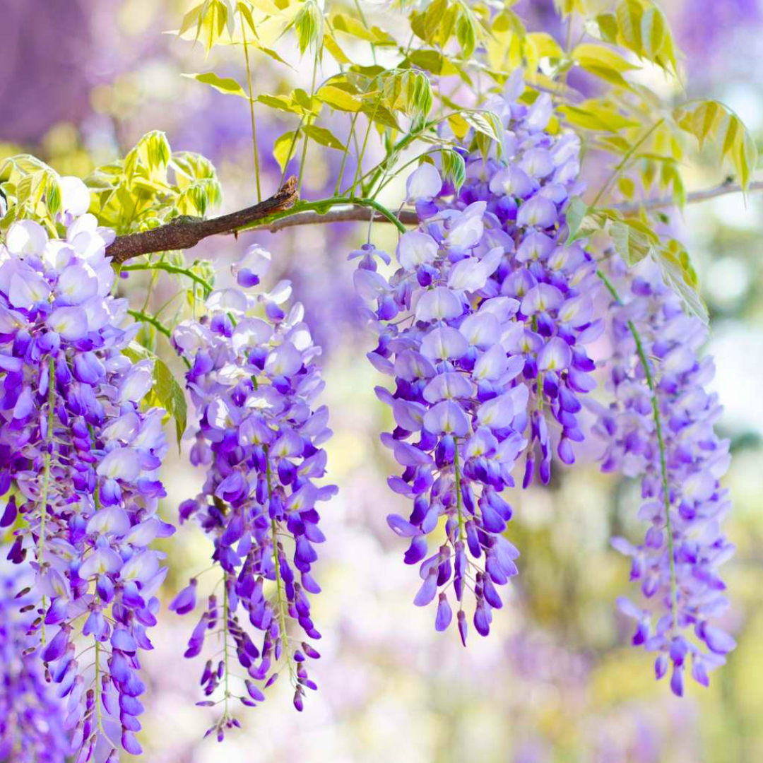 Chinese Wisteria purple fragrant flowering climber plant