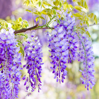 Chinese Wisteria purple fragrant flowering climber plant