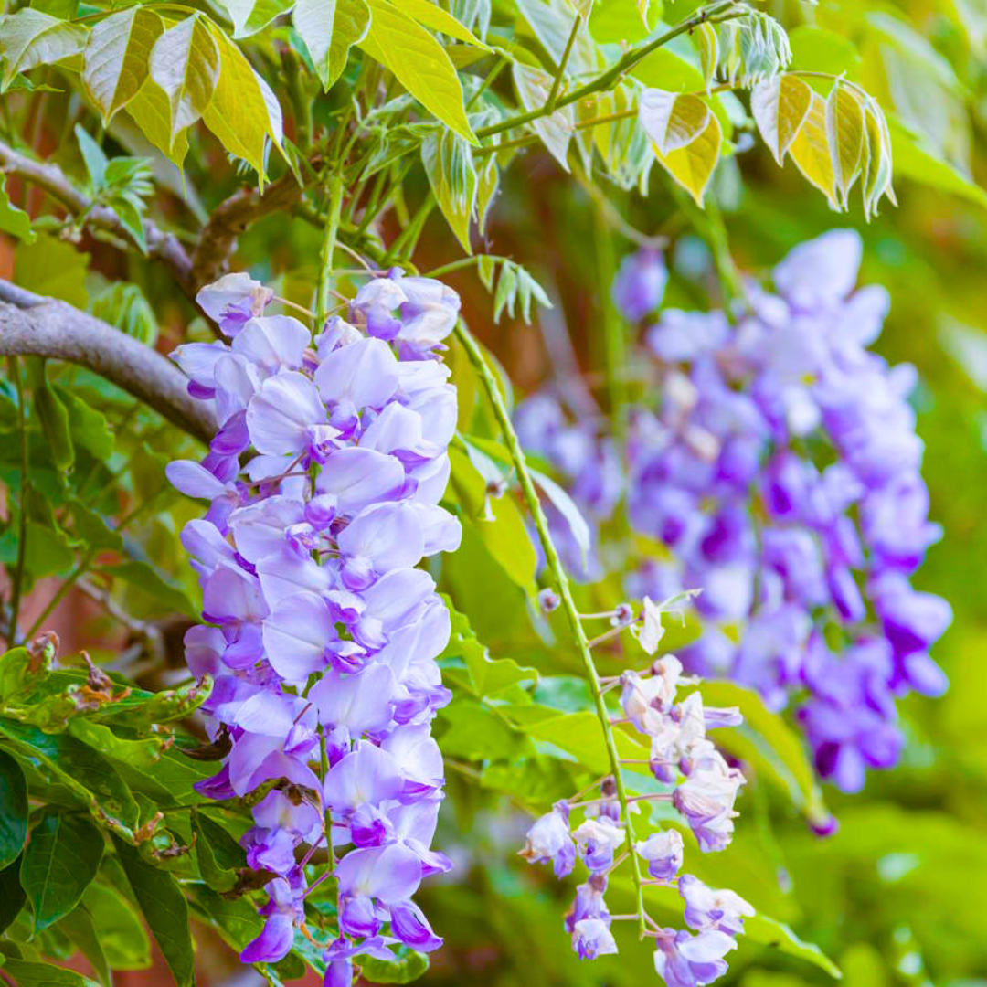Chinese Wisteria purple fragrant flowering climber plant