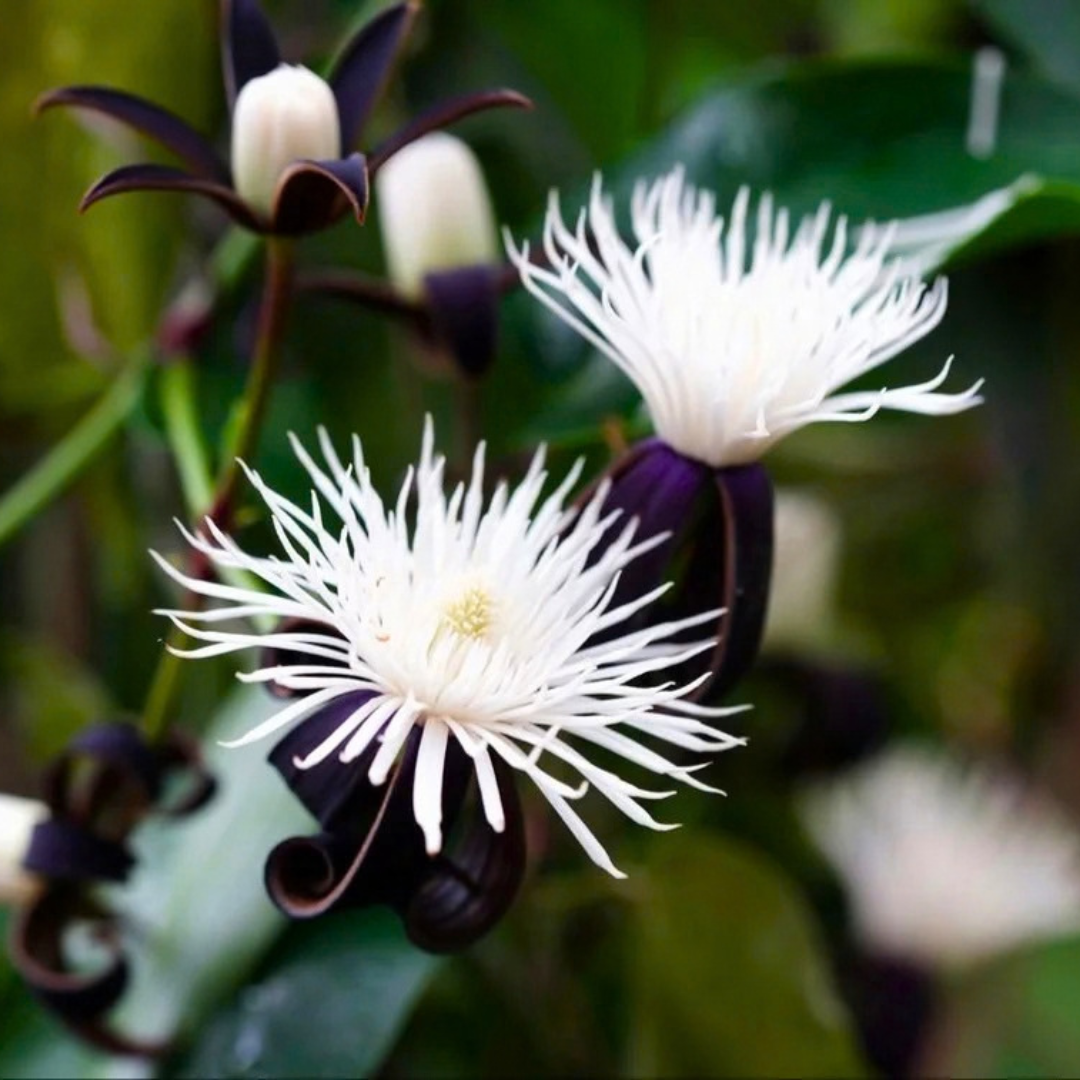 Clematis smilacifolia Live Flowering Plant