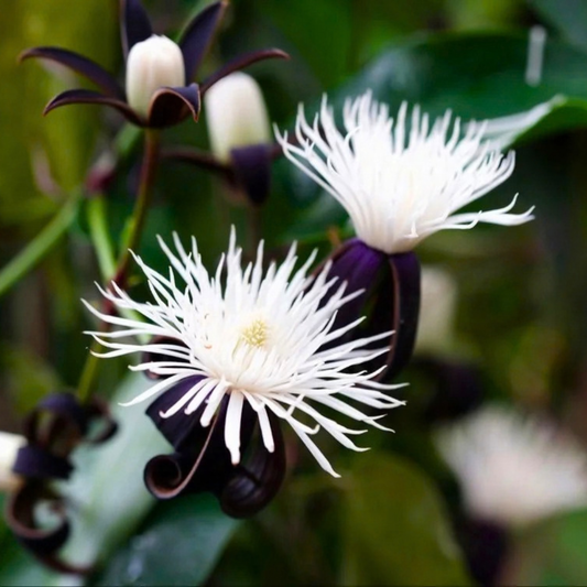 Clematis smilacifolia Live Flowering Plant