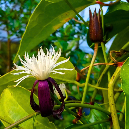 Clematis smilacifolia Live Flowering Plant