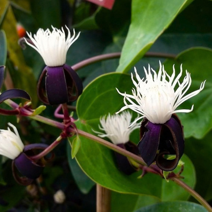 Clematis smilacifolia Live Flowering Plant