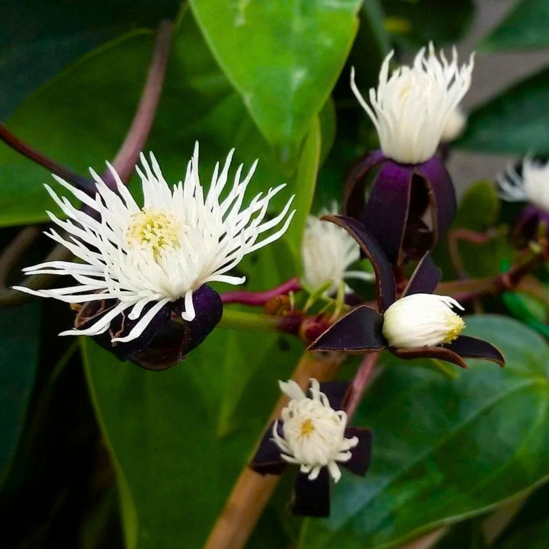 Clematis smilacifolia Live Flowering Plant