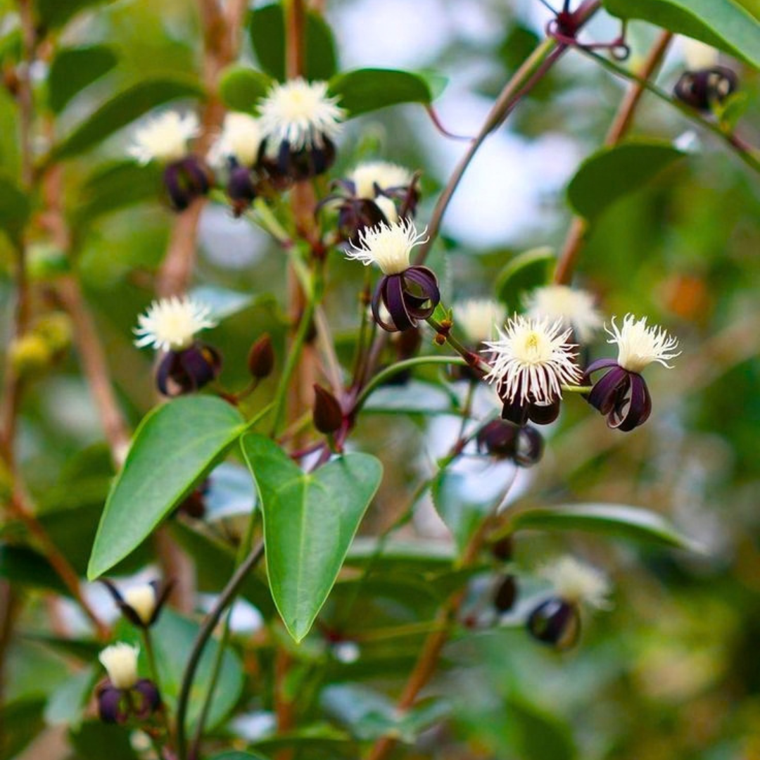 Clematis smilacifolia Live Flowering Plant