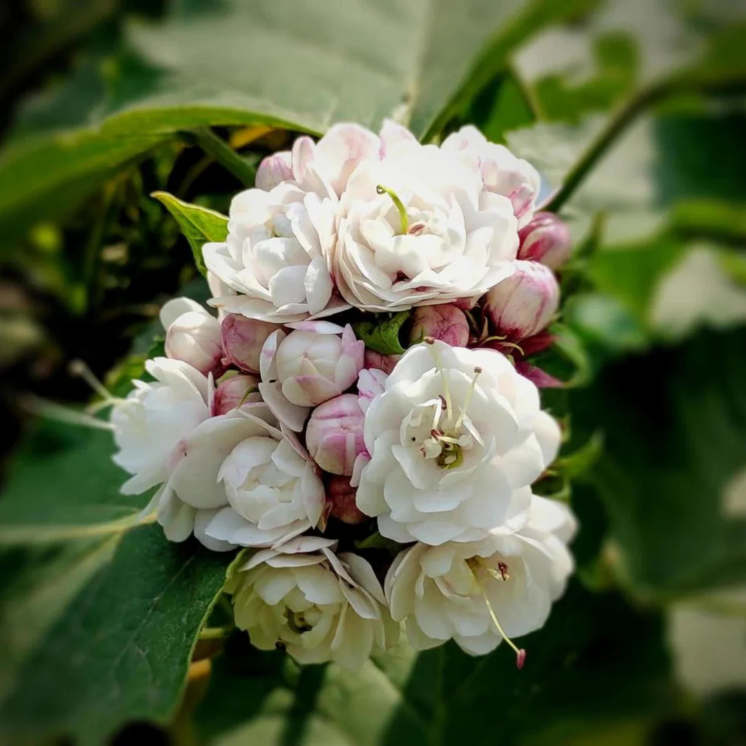 Clerodendrum Fragrans fragrant white flowering plant