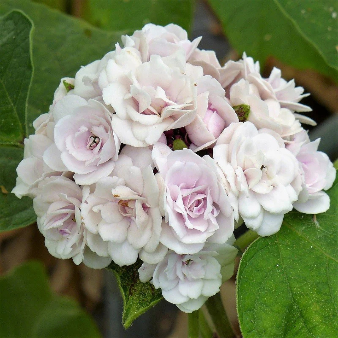 Clerodendrum Fragrans fragrant white flowering plant
