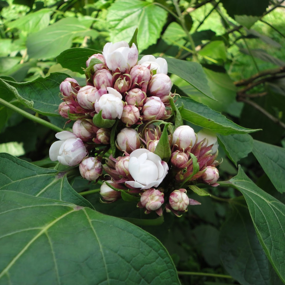 Clerodendrum Fragrans fragrant white flowering plant