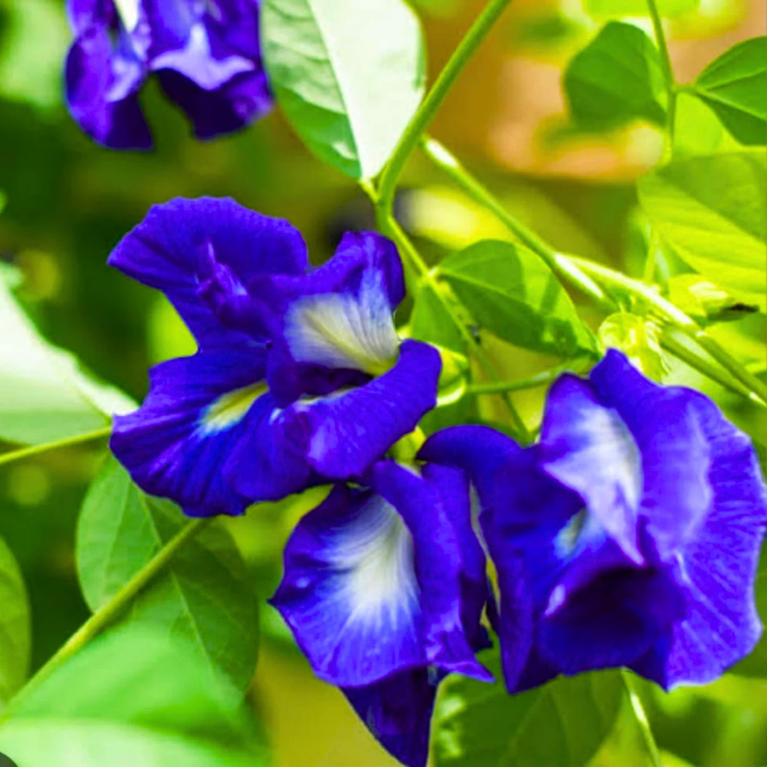 Clitoria Ternatea blue multipetal butterfly pea medicinal plant