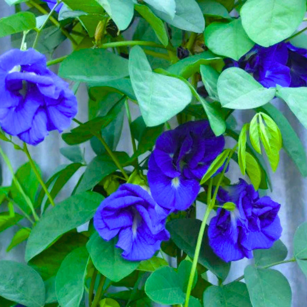 Clitoria Ternatea blue multipetal butterfly pea medicinal plant