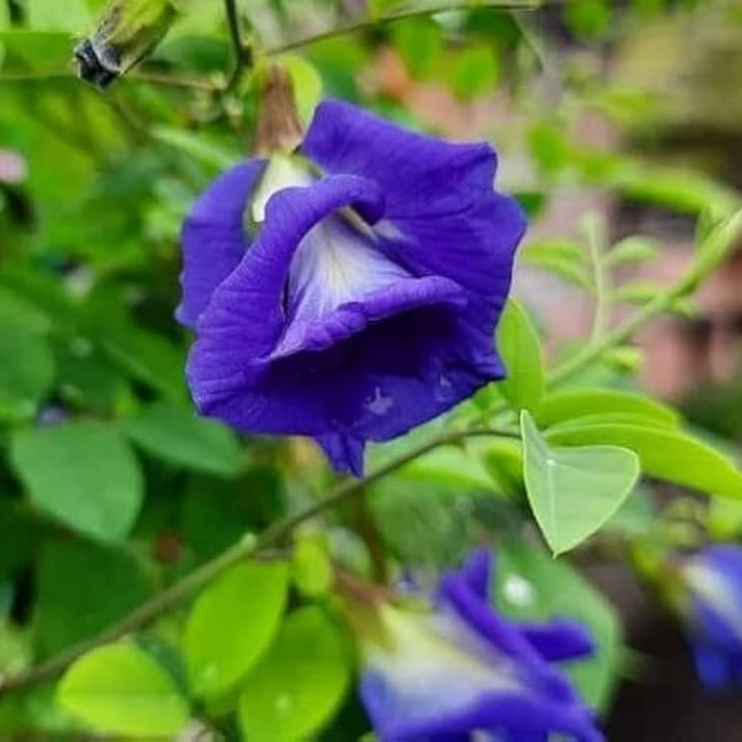 Clitoria Ternatea blue multipetal butterfly pea medicinal plant