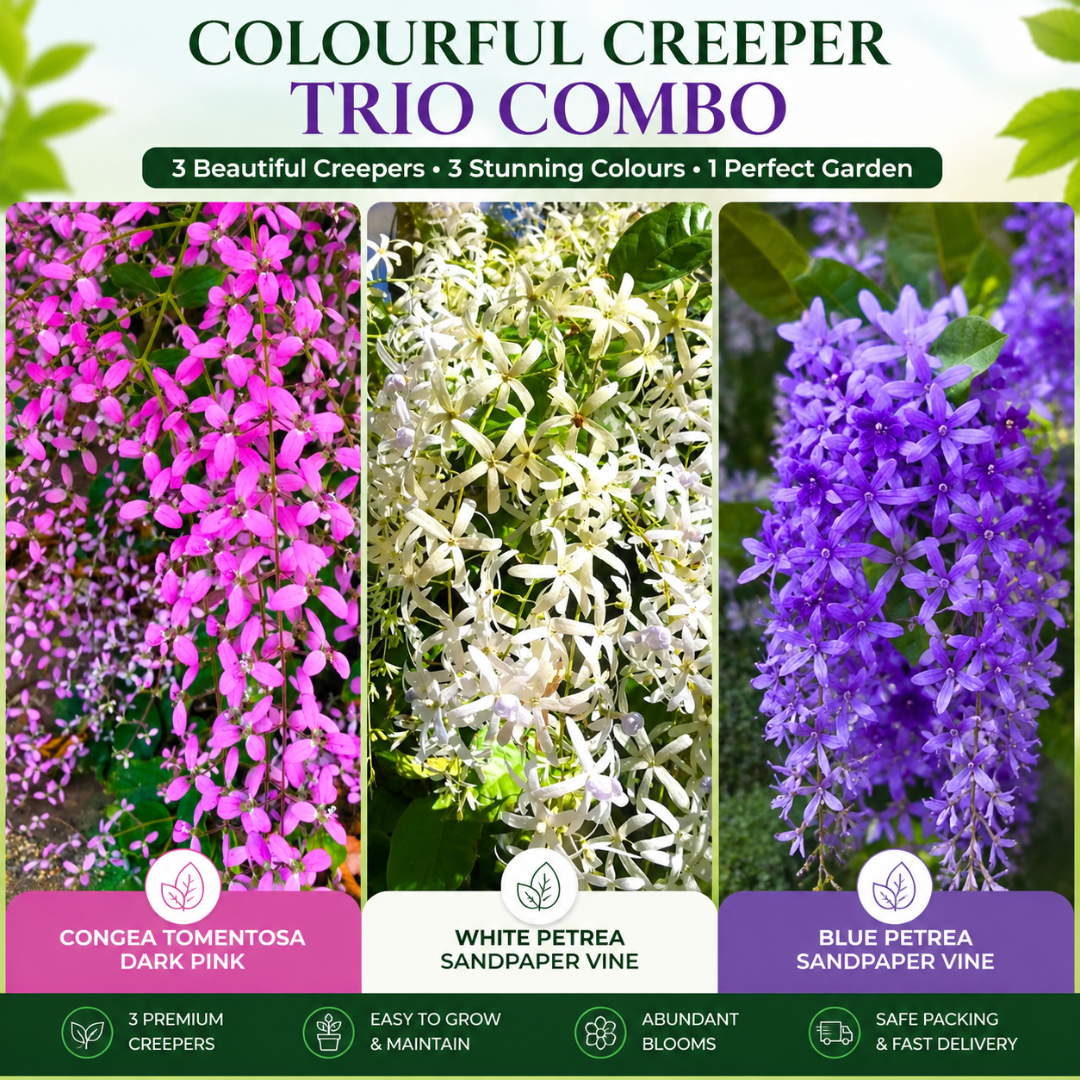 Colourful Creeper Trio Combo Live Plants – Congea Tomentosa, White Petrea & Blue Petrea