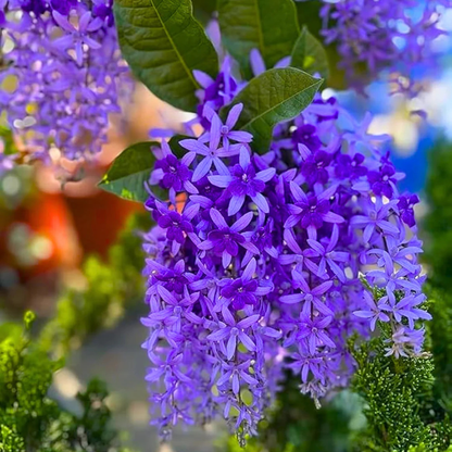 Colourful Creeper Trio Combo Live Plants – Congea Tomentosa, White Petrea & Blue Petrea