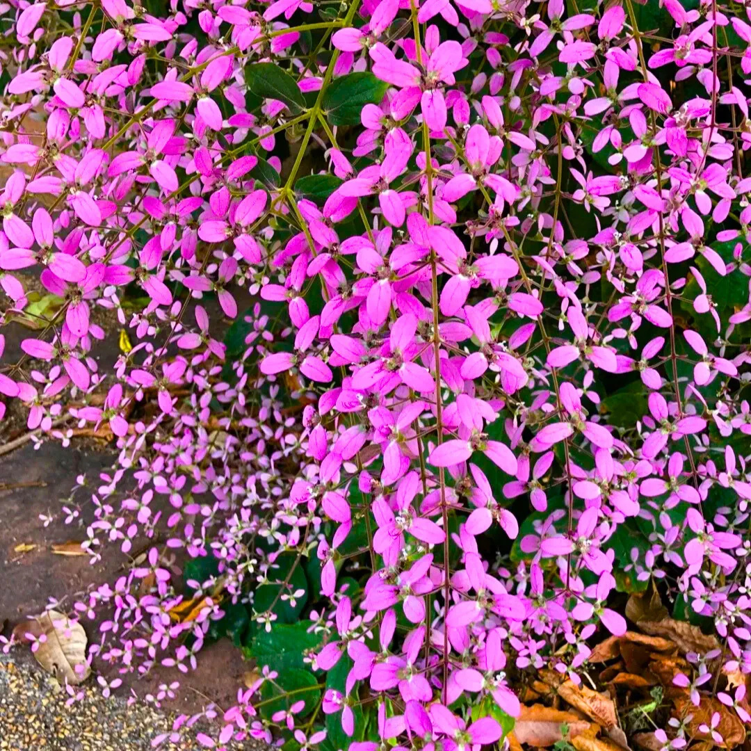 Colourful Creeper Trio Combo Live Plants – Congea Tomentosa, White Petrea & Blue Petrea