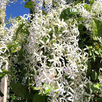 Colourful Creeper Trio Combo Live Plants – Congea Tomentosa, White Petrea & Blue Petrea