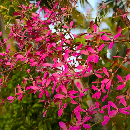 Congea Tomentosa dark pink flowering climber plant