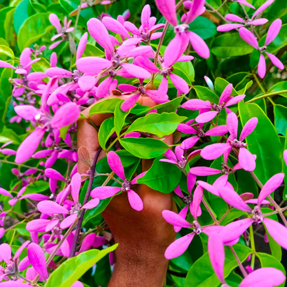 Congea Tomentosa dark pink flowering climber plant
