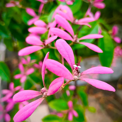 Congea Tomentosa dark pink flowering climber plant