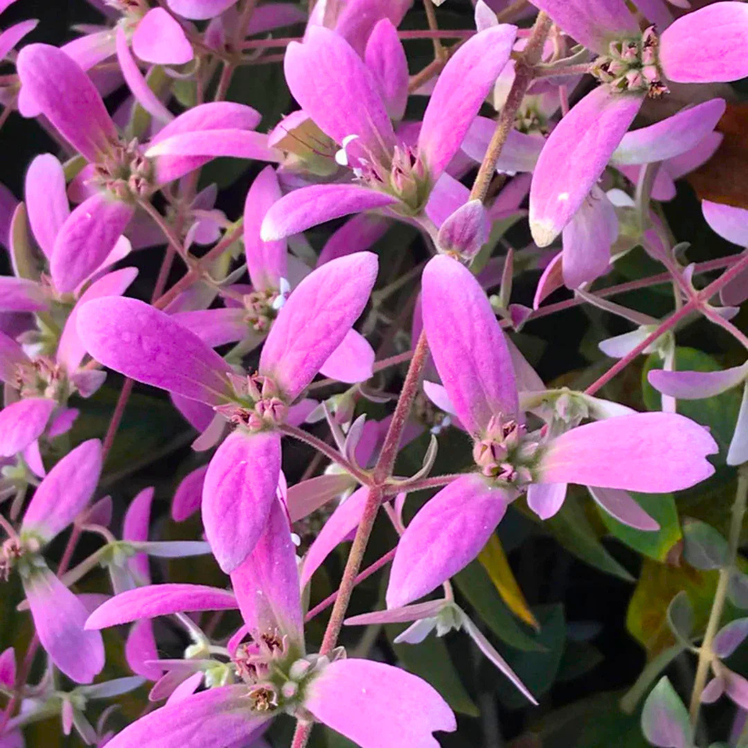 Congea Tomentosa dark pink flowering climber plant