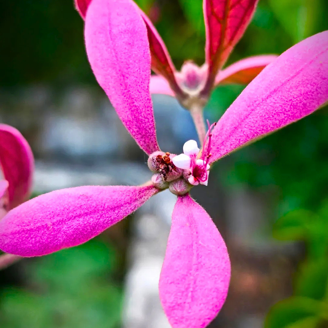 Congea Tomentosa dark pink flowering climber plant