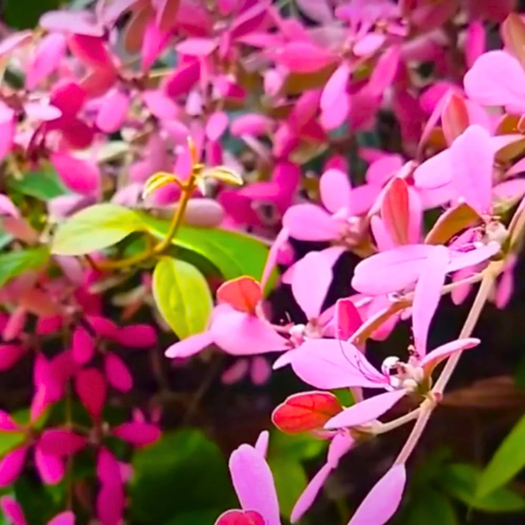 Congea Tomentosa dark pink flowering climber plant