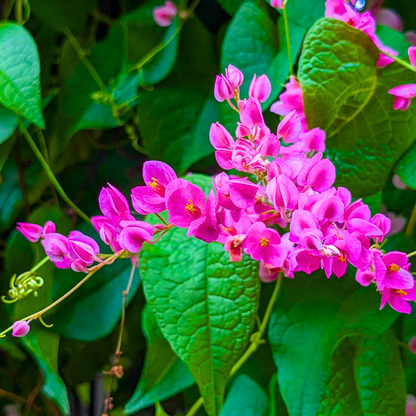 Coral Vine Mexican Creeper (Antigonon leptopus) Flowering Live Plant