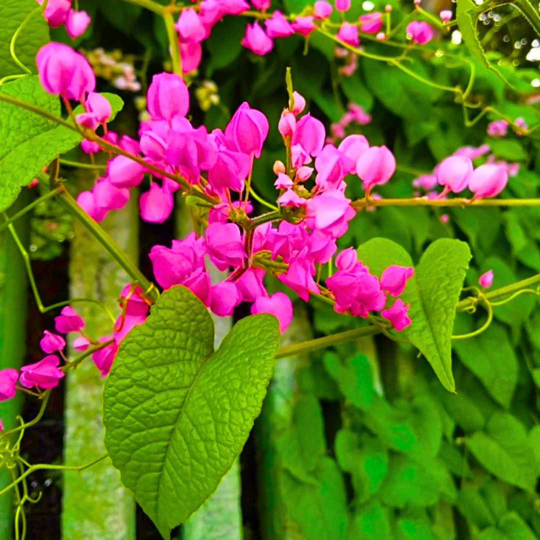 Coral Vine Mexican Creeper (Antigonon leptopus) Flowering Live Plant