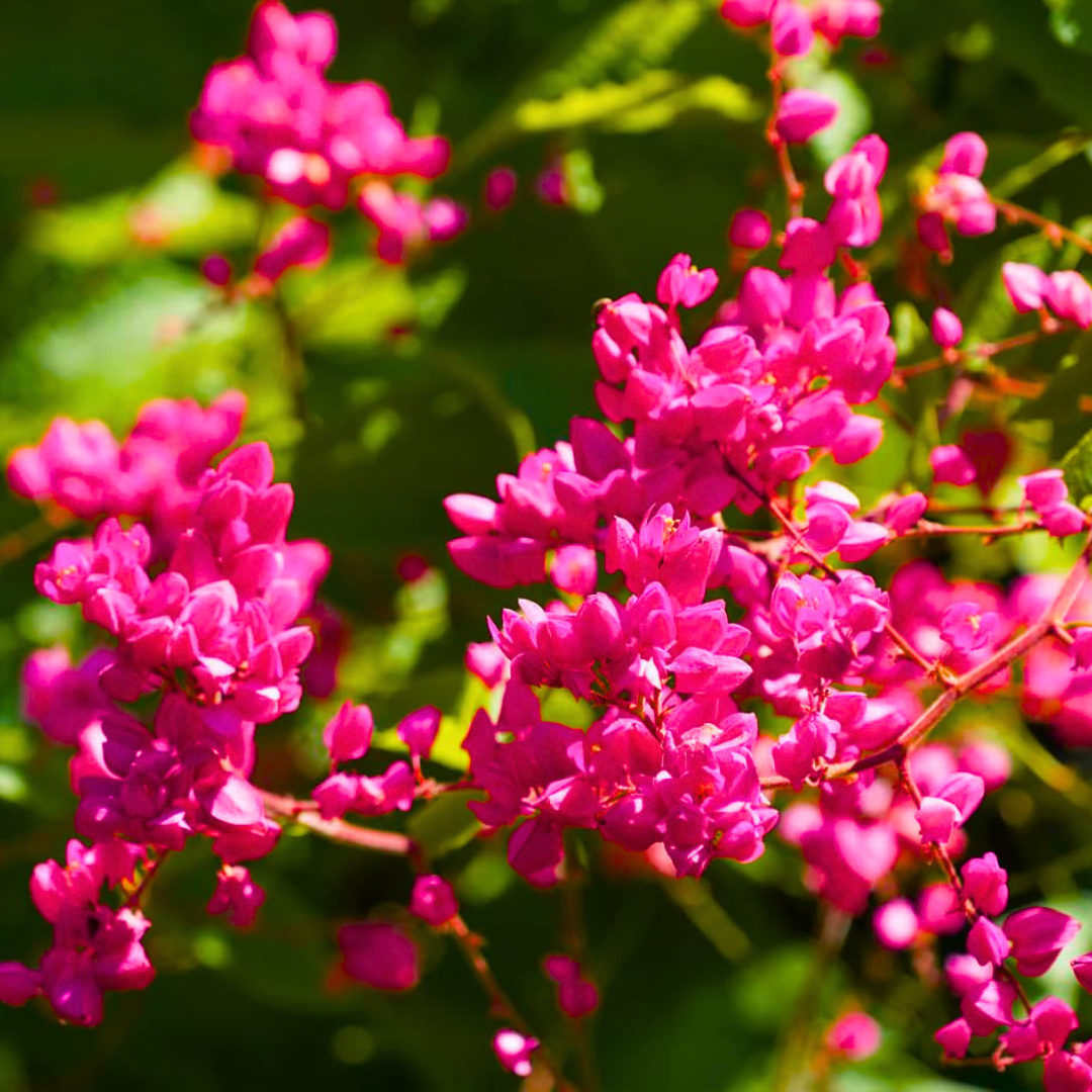 Coral Vine Mexican Creeper (Antigonon leptopus) Flowering Live Plant