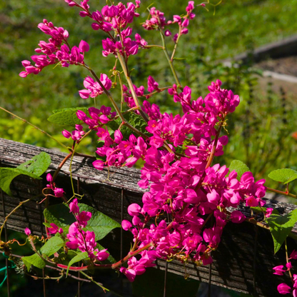 Coral Vine Mexican Creeper (Antigonon leptopus) Flowering Live Plant