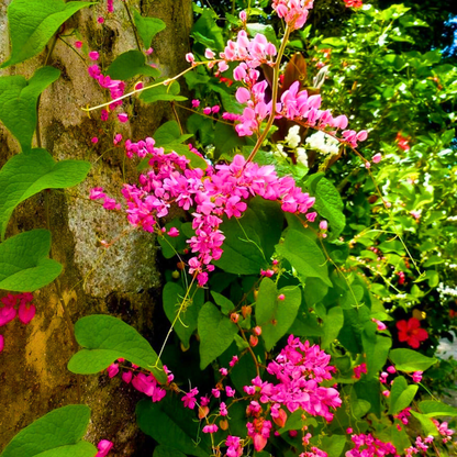 Pink Coral Vine Climber for Pergolas and Trellises