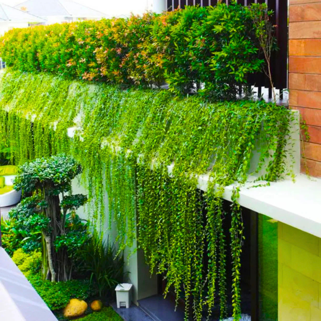 Curtain Creeper Tarlmounia elliptica green curtain plant