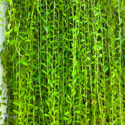 Curtain Creeper Tarlmounia elliptica green curtain plant