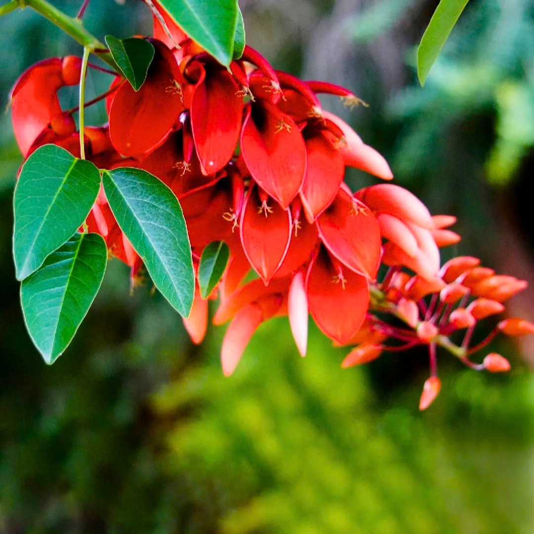 Erythrina crista-galli Plant
