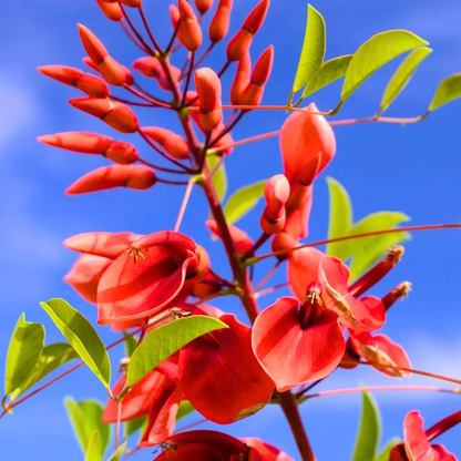 Cockspur Coral Tree