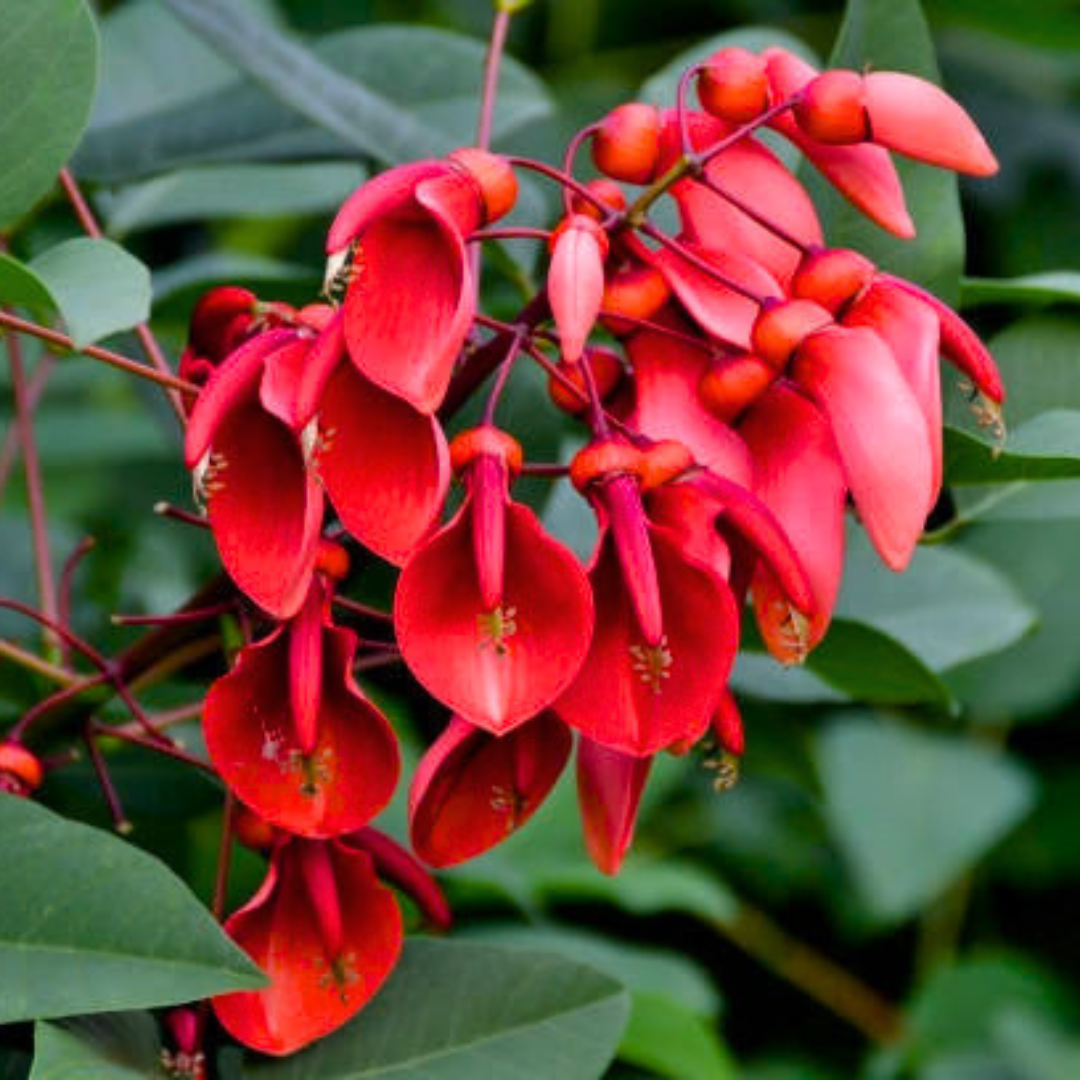 Cry-Baby Tree Plant