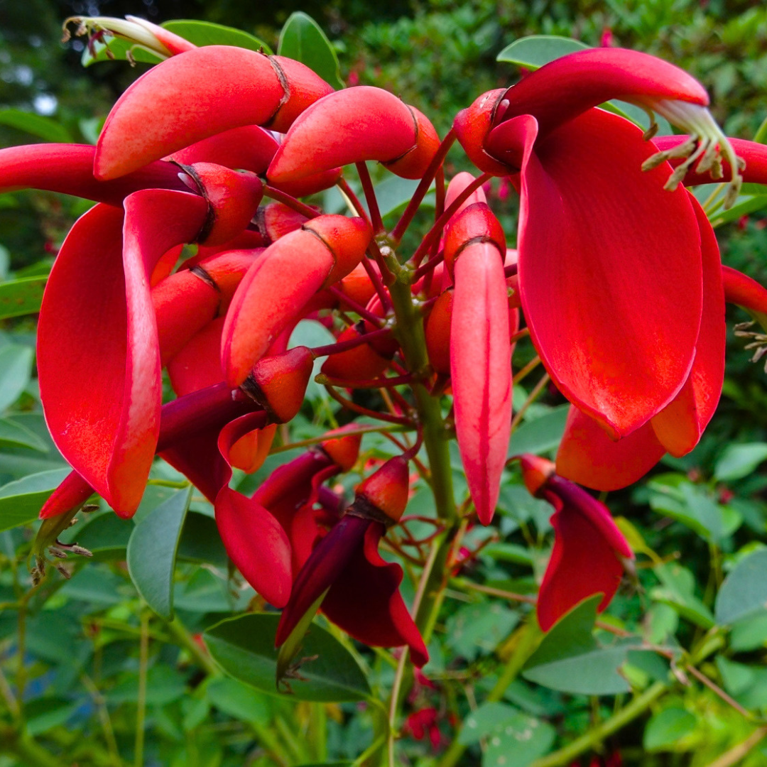 Coral Tree Live Plant